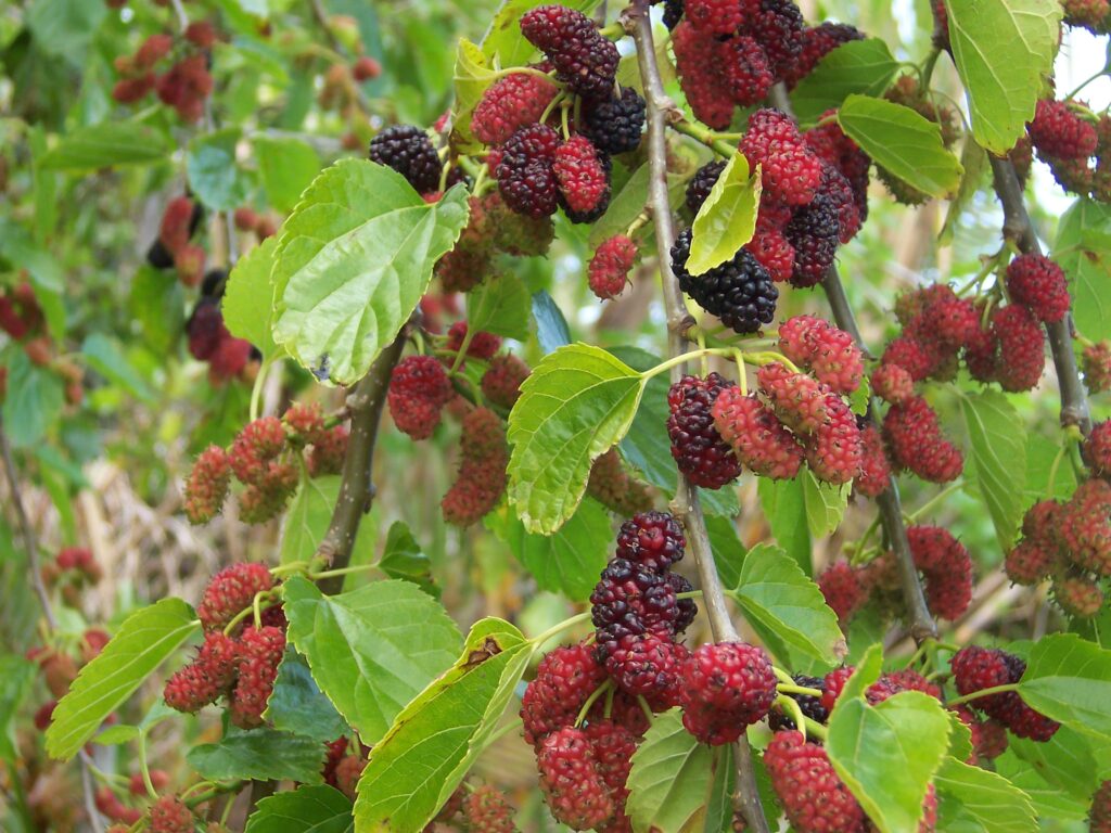 Fruiting Mulberry Tree